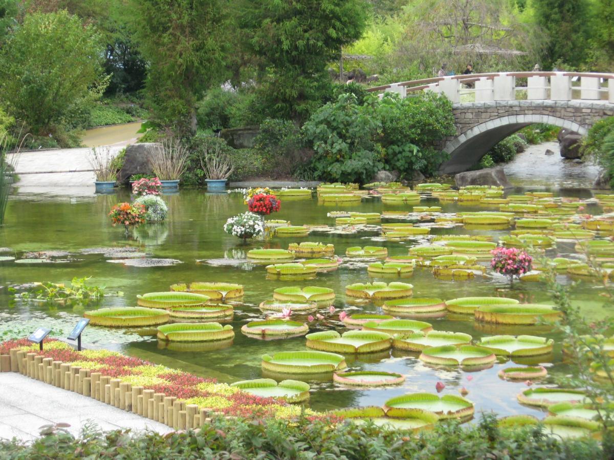 花影の池