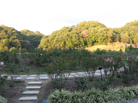 もう一つのバラ園