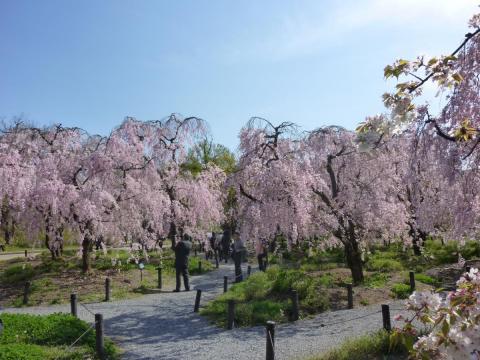 桜